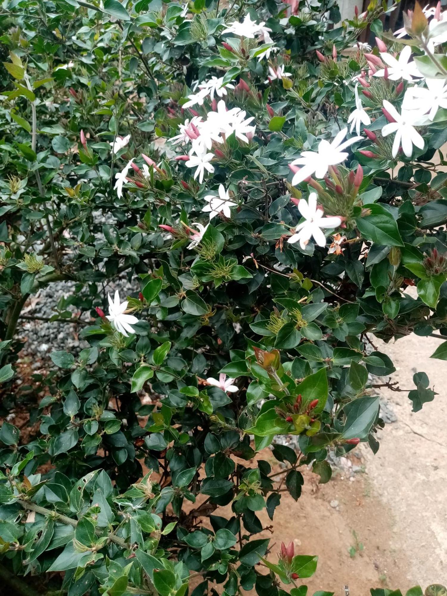 Apurvi Homestay เอลลา ภายนอก รูปภาพ