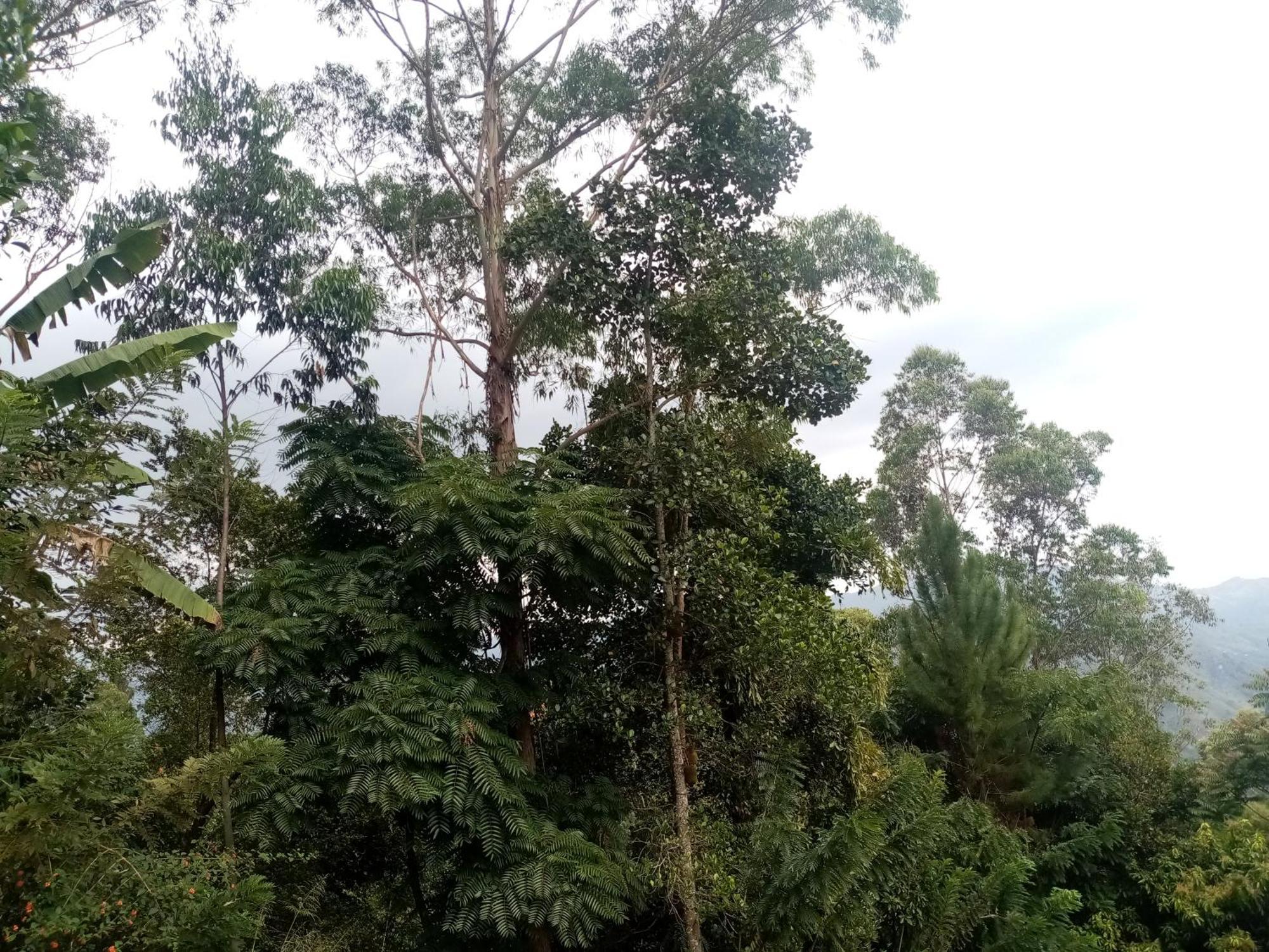 Apurvi Homestay เอลลา ภายนอก รูปภาพ